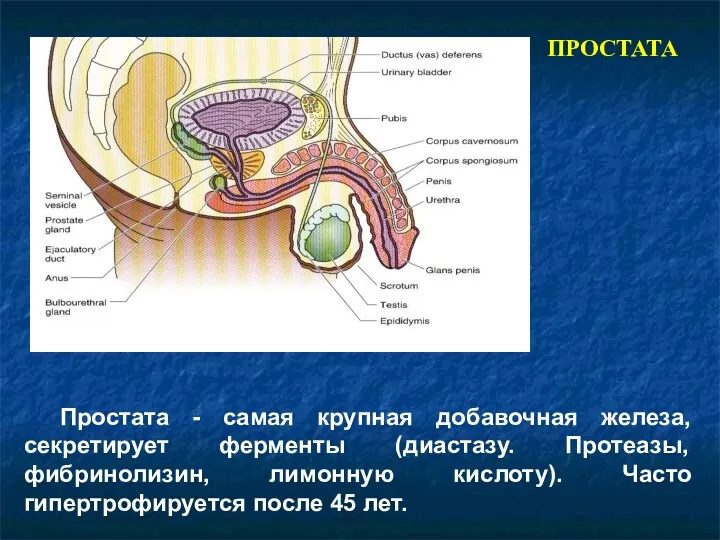 ПРОСТАТА Простата - самая крупная добавочная железа, секретирует ферменты (диастазу. Протеазы, фибринолизин, лимонную