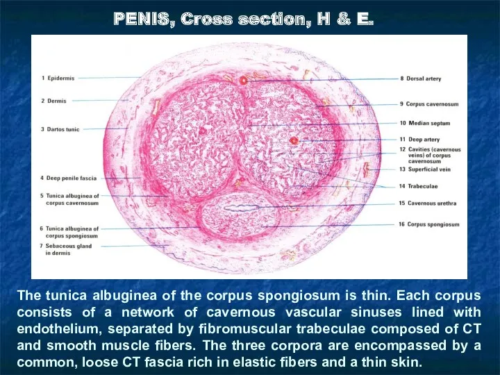 PENIS, Cross section, H & E. The tunica albuginea of the corpus spongiosum