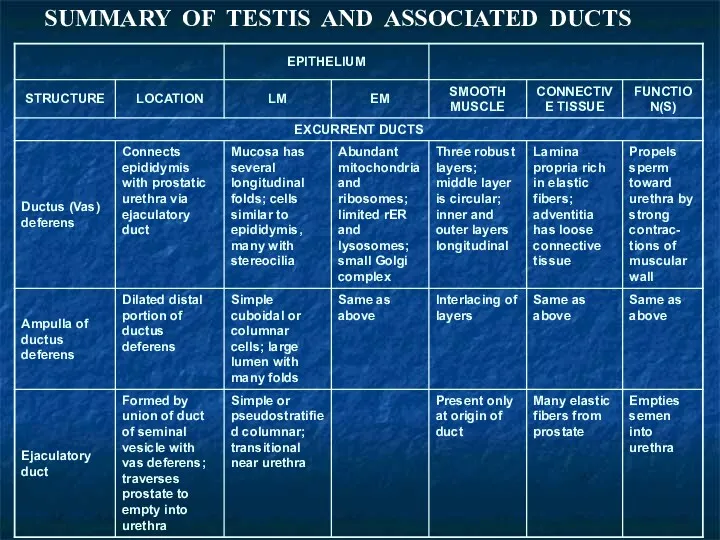 SUMMARY OF TESTIS AND ASSOCIATED DUCTS