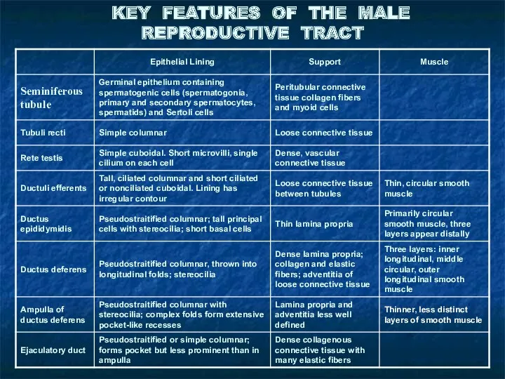 KEY FEATURES OF THE MALE REPRODUCTIVE TRACT