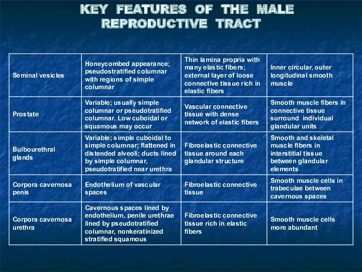 KEY FEATURES OF THE MALE REPRODUCTIVE TRACT