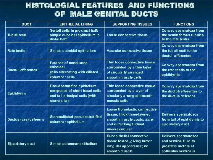 HISTOLOGIAL FEATURES AND FUNCTIONS OF MALE GENITAL DUCTS