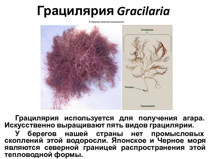 Грацилярия Gracilaria Грацилярия используется для получения агара. Искусственно выращивают пять