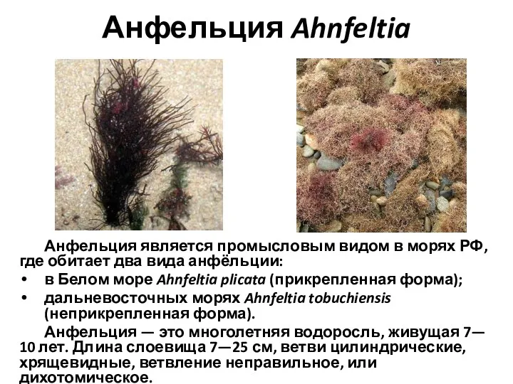 Анфельция Ahnfeltia Анфельция является промысловым видом в морях РФ, где