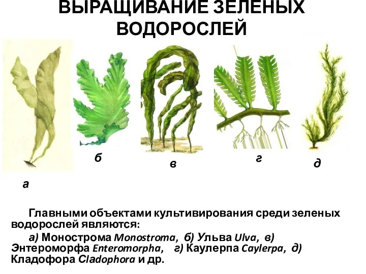ВЫРАЩИВАНИЕ ЗЕЛЕНЫХ ВОДОРОСЛЕЙ Главными объектами культивирования среди зеленых водорослей являются: