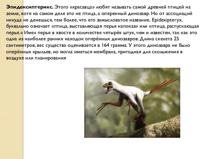 Эпидексиптерикс. Этого «красавца» любят называть самой древней птицей на земле, хотя на самом