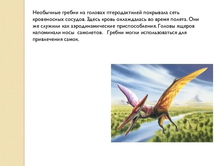 Необычные гребни на головах птеродактилей покрывала сеть кровеносных сосудов. Здесь кровь охлаждалась во