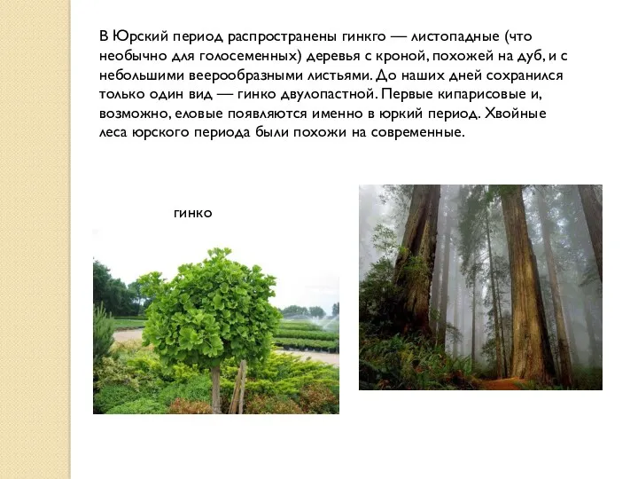 В Юрский период распространены гинкго — листопадные (что необычно для голосеменных) деревья с