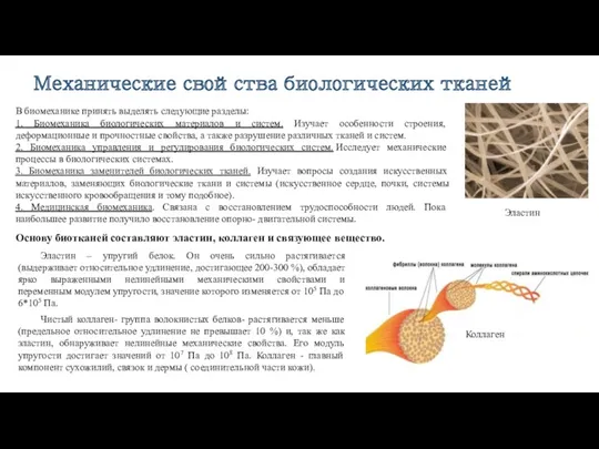 Механические свойства биологических тканей В биомеханике принять выделять следующие разделы: