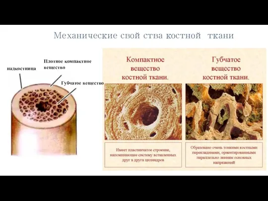 Механические свойства костной ткани надкостница Плотное компактное вещество Губчатое вещество