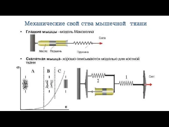 Механические свойства мышечной ткани