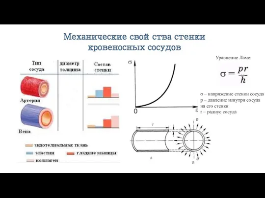 Механические свойства стенки кровеносных сосудов Уравнение Ламе: σ – напряжение