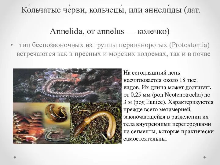 Ко́льчатые че́рви, кольчецы́, или аннели́ды (лат. Annelida, от annelus — колечко) тип беспозвоночных