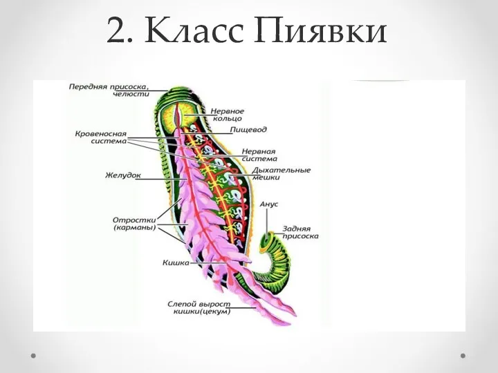 2. Класс Пиявки