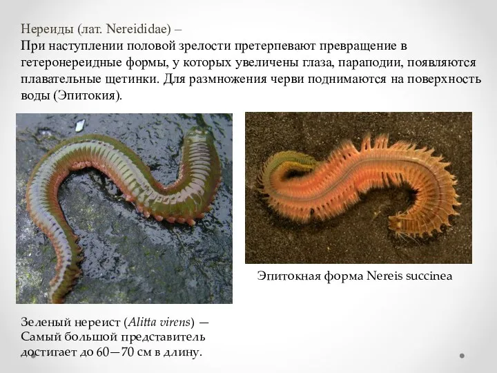 Нереиды (лат. Nereididae) – При наступлении половой зрелости претерпевают превращение в гетеронереидные формы,