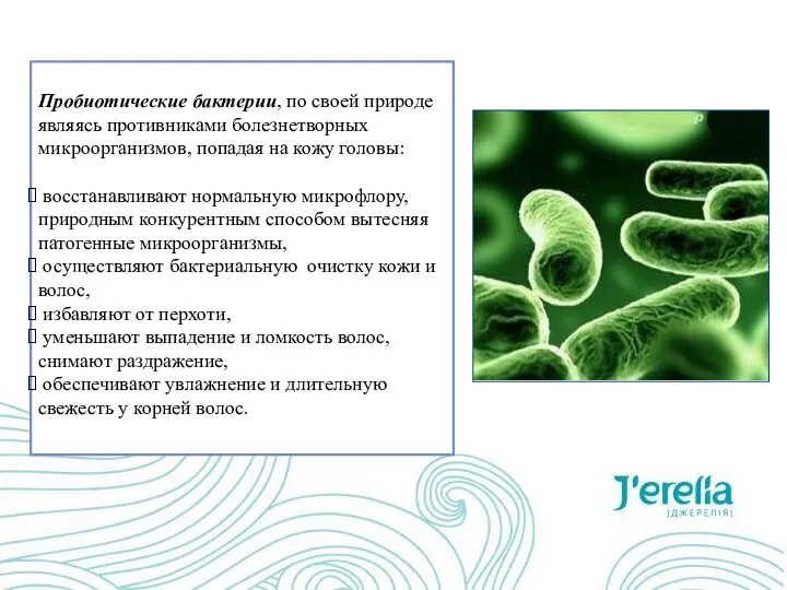 Пробиотические бактерии, по своей природе являясь противниками болезнетворных микроорганизмов, попадая
