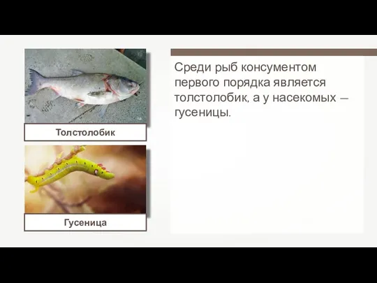 Среди рыб консументом первого порядка является толстолобик, а у насекомых — гусеницы. Tdk Толстолобик Гусеница