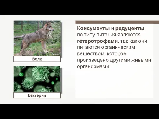 Gunnar Ries Волк Бактерии Консументы и редуценты по типу питания являются гетеротрофами, так