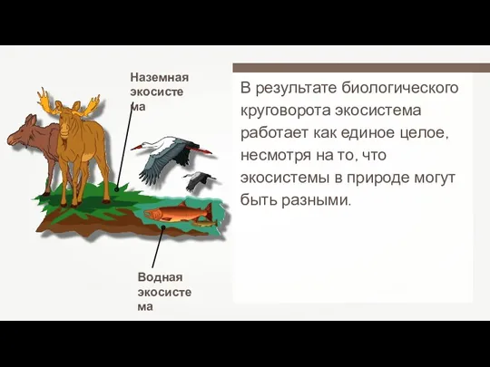 В результате биологического круговорота экосистема работает как единое целое, несмотря на то, что