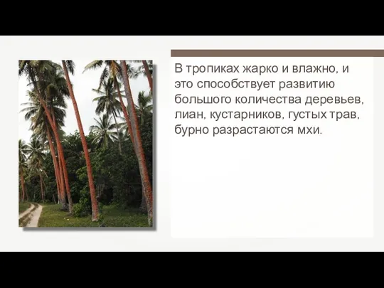 В тропиках жарко и влажно, и это способствует развитию большого количества деревьев, лиан,