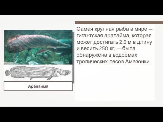 Самая крупная рыба в мире — гигантская арапайма, которая может достигать 2,5 м