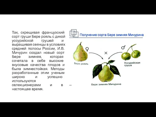 Так, скрещивая французский сорт груши Бере рояль с дикой уссурийской