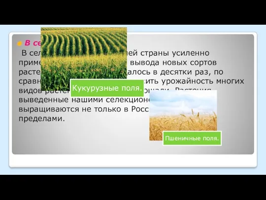 В сельском хозяйстве: В сельском хозяйстве нашей страны усиленно применяется