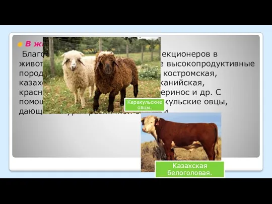 В животноводстве : Благодаря работам советских селекционеров в животноводстве выведены