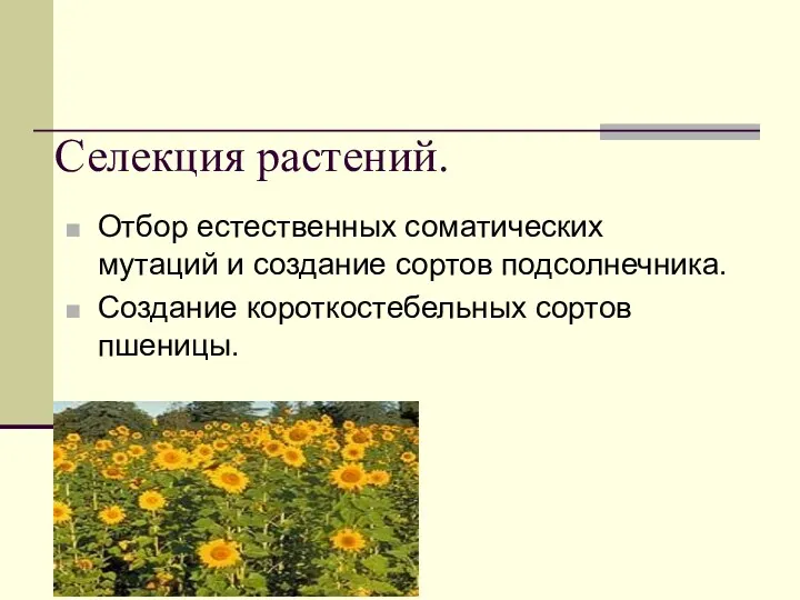 Селекция растений. Отбор естественных соматических мутаций и создание сортов подсолнечника. Создание короткостебельных сортов пшеницы.