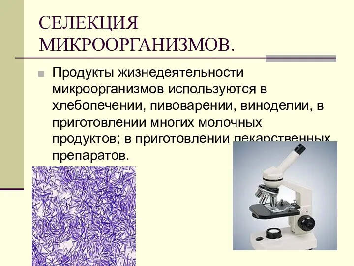 СЕЛЕКЦИЯ МИКРООРГАНИЗМОВ. Продукты жизнедеятельности микроорганизмов используются в хлебопечении, пивоварении, виноделии,