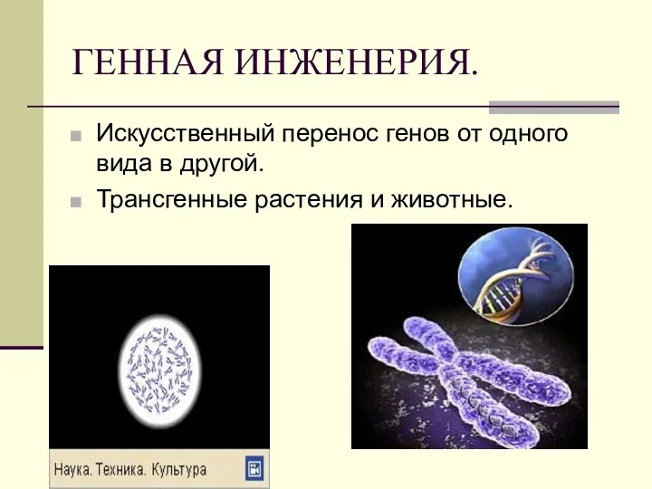 ГЕННАЯ ИНЖЕНЕРИЯ. Искусственный перенос генов от одного вида в другой. Трансгенные растения и животные.