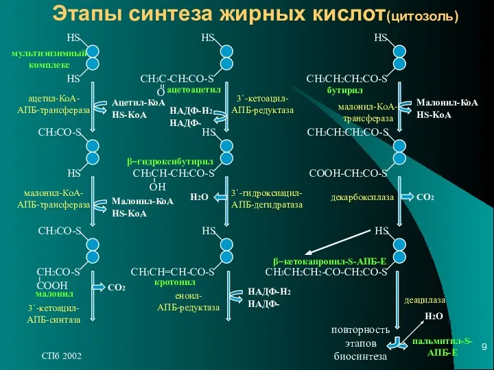 СПб 2002 Этапы синтеза жирных кислот(цитозоль)