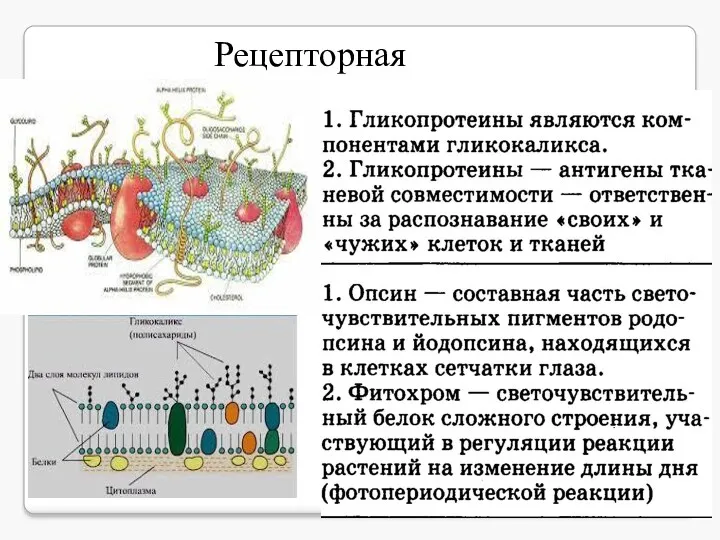 Рецепторная Например, инсулин регулирует уровень углеводов в крови.