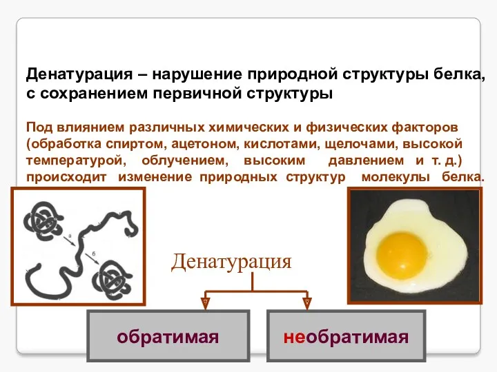 Денатурация – нарушение природной структуры белка, с сохранением первичной структуры.