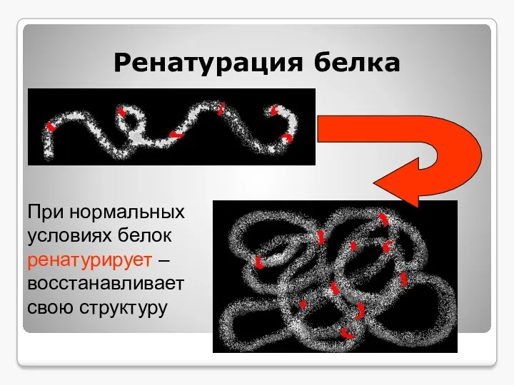 Ренатурация белка При нормальных условиях белок ренатурирует – восстанавливает свою структуру