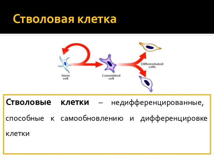 Стволовая клетка Стволовые клетки – недифференцированные, способные к самообновлению и дифференцировке клетки