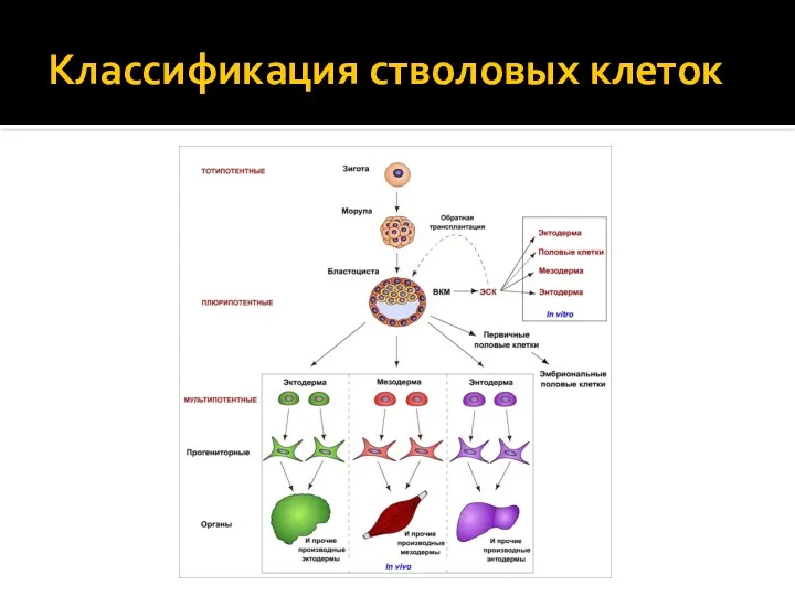 Классификация стволовых клеток