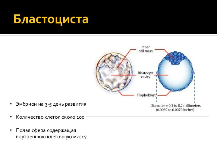 Бластоциста Эмбрион на 3-5 день развития Количество клеток около 100 Полая сфера содержащая внутреннюю клеточную массу