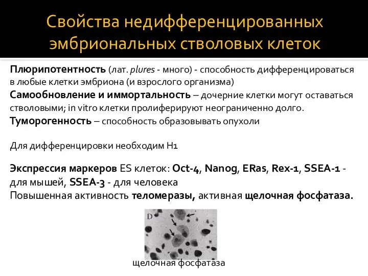 Свойства недифференцированных эмбриональных стволовых клеток