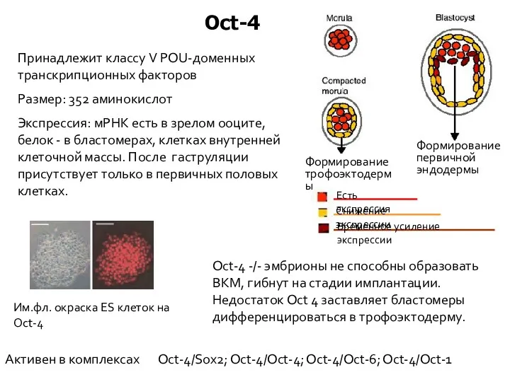 Oct-4 Принадлежит классу V POU-доменных транскрипционных факторов Размер: 352 аминокислот