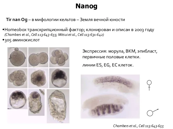 Nanog Homeobox транскрипционный фактор; клонирован и описан в 2003 году