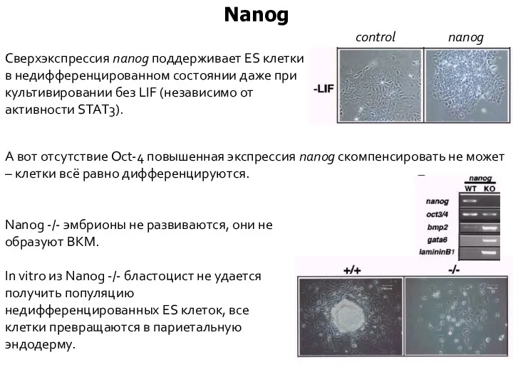 Nanog А вот отсутствие Oct-4 повышенная экспрессия nanog скомпенсировать не может – клетки всё равно дифференцируются.