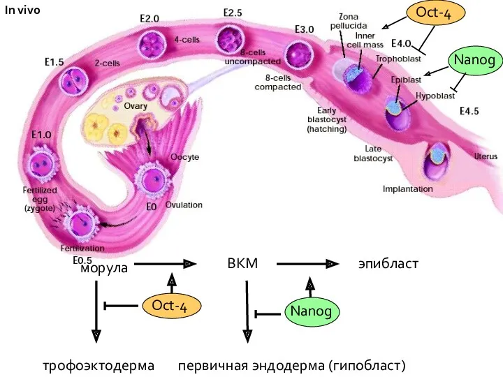 ВКМ эпибласт первичная эндодерма (гипобласт) трофоэктодерма морула In vivo