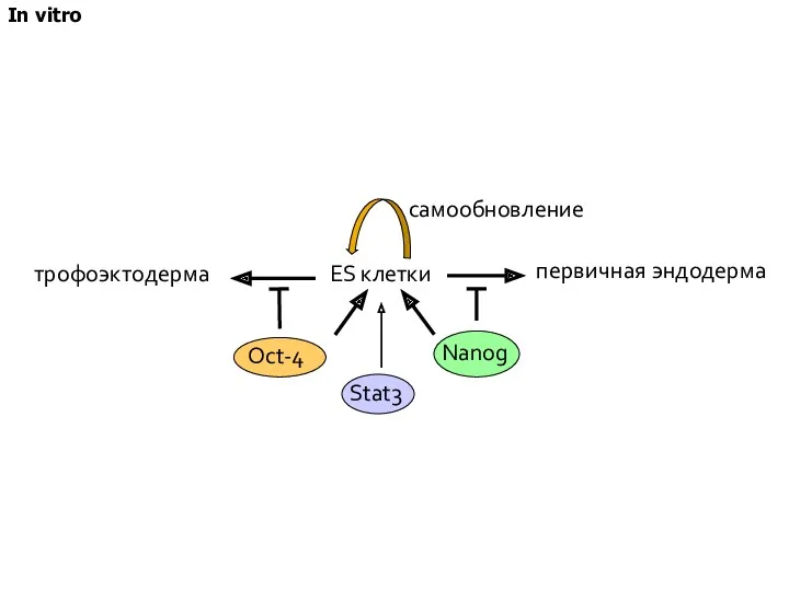 ES клетки первичная эндодерма трофоэктодерма Oct-4 Nanog самообновление Stat3 In vitro