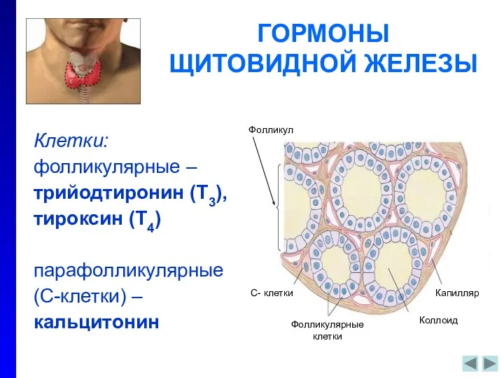 ГОРМОНЫ ЩИТОВИДНОЙ ЖЕЛЕЗЫ Клетки: фолликулярные – трийодтиронин (Т3), тироксин (Т4) парафолликулярные (С-клетки) –кальцитонин