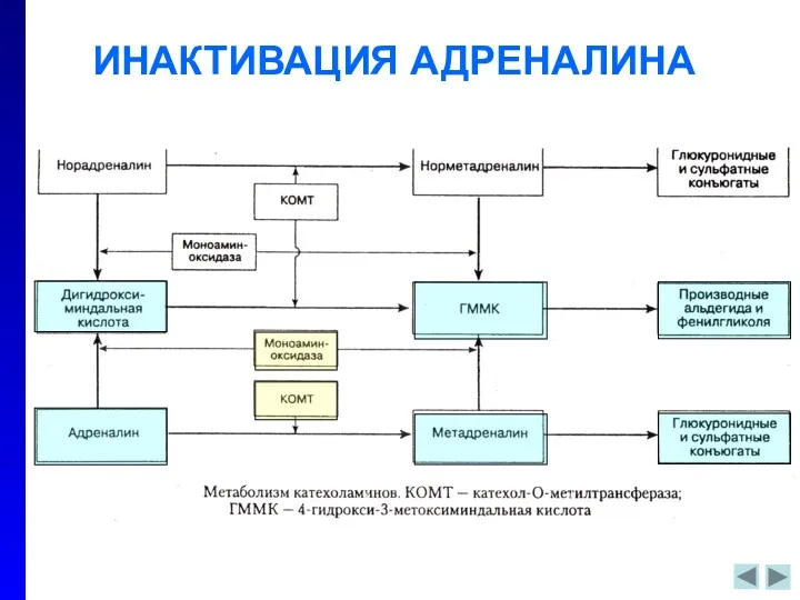 ИНАКТИВАЦИЯ АДРЕНАЛИНА