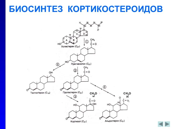 БИОСИНТЕЗ КОРТИКОСТЕРОИДОВ