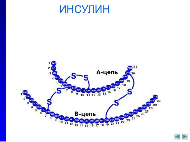 ПРОИНСУЛИН ИНСУЛИН