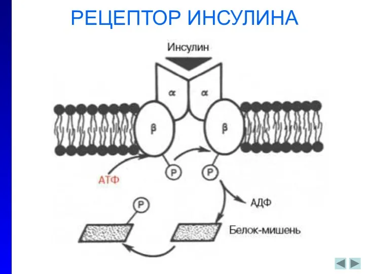 РЕЦЕПТОР ИНСУЛИНА