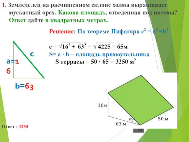 1. Земледелец на расчищенном склоне холма выращивает мускатный орех. Какова